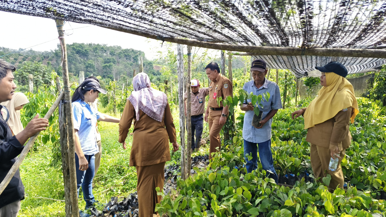 Disbun Dorong Produktivitas Lada dengan Rehabilitasi Kebun Seluas 21 Hektare