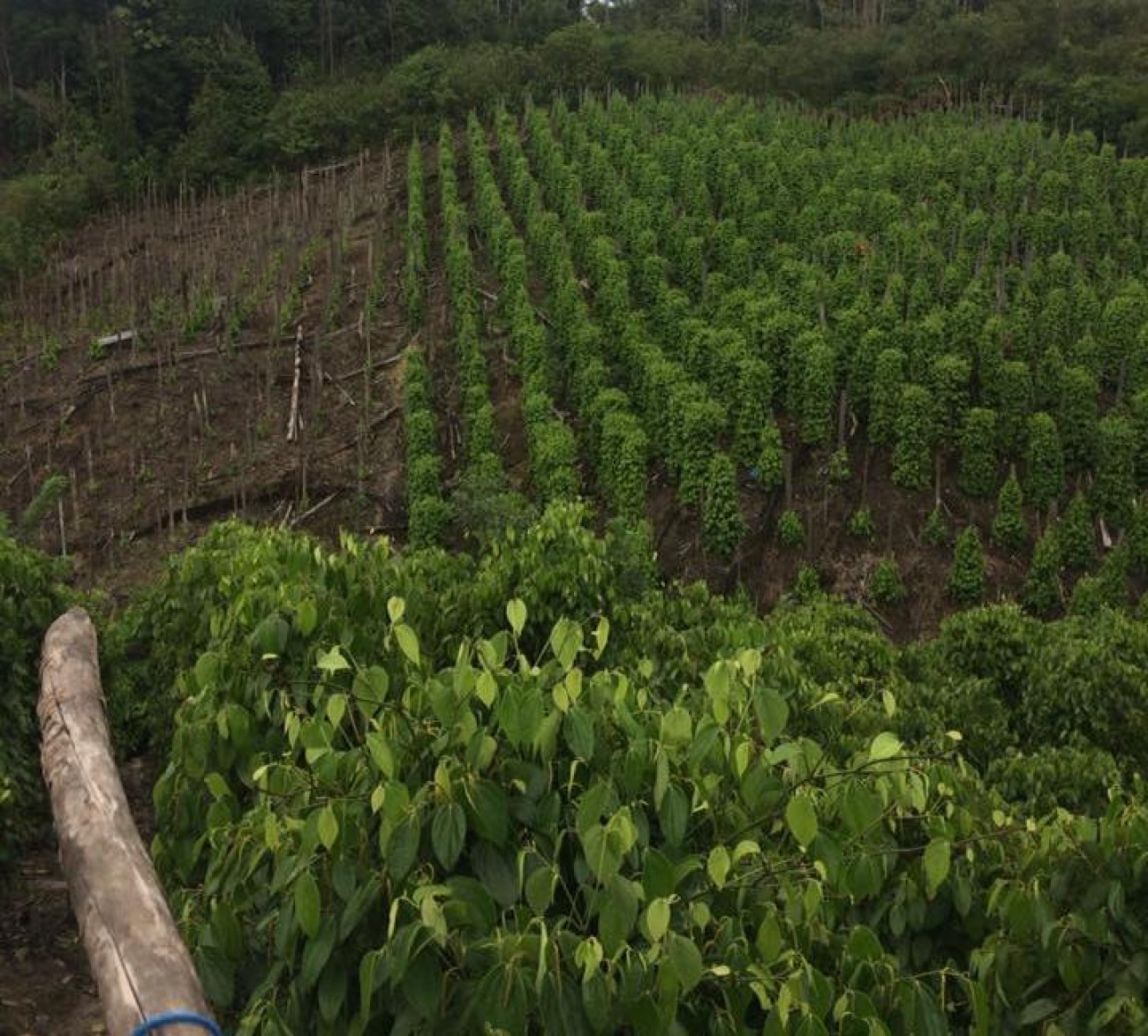 2020, Disbun Optimalkan Pembangunan Perkebunan Berkelanjutan