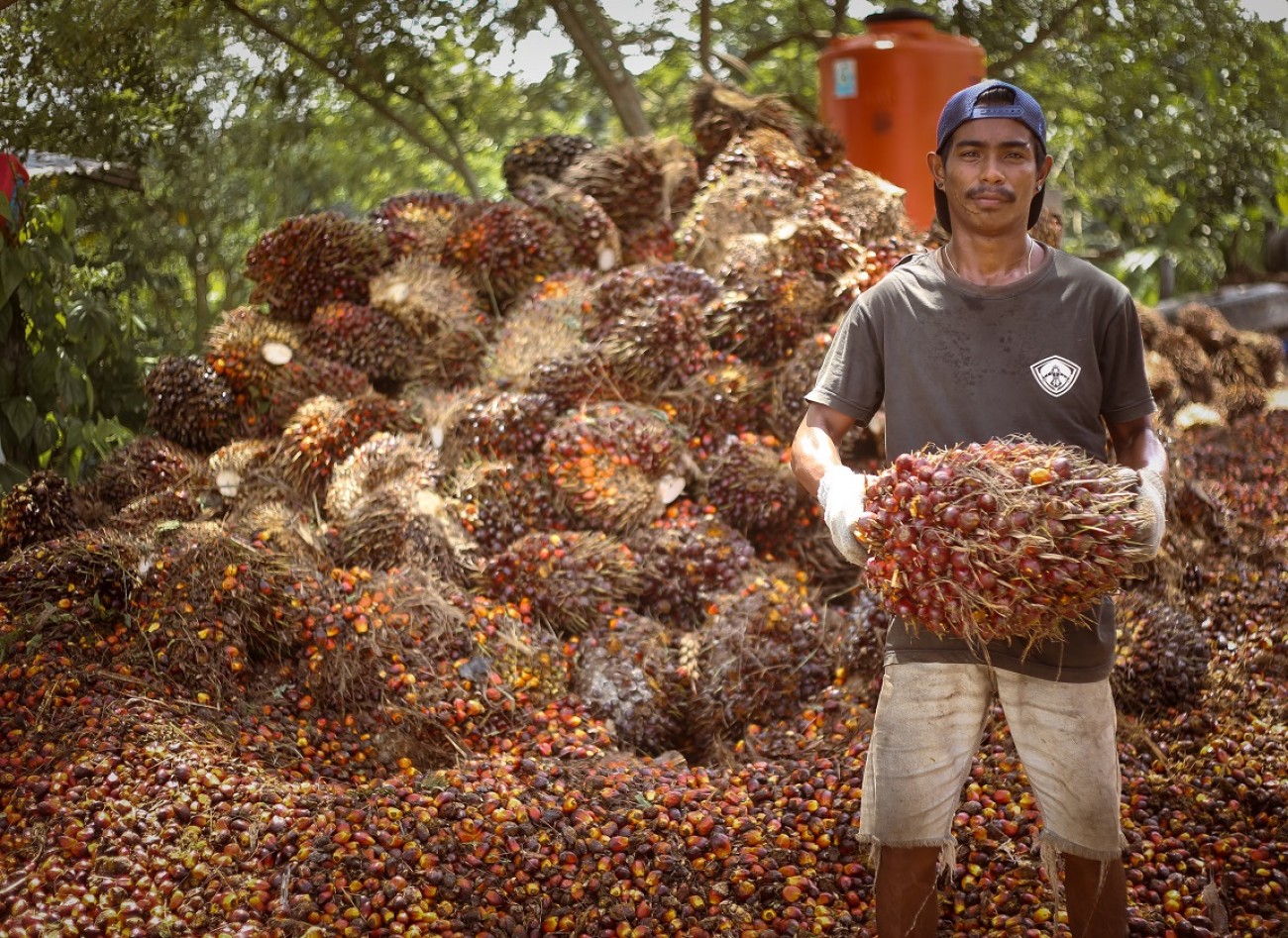 Harga TBS di Kaltim Turun Tipis jadi Rp2.332 per kg