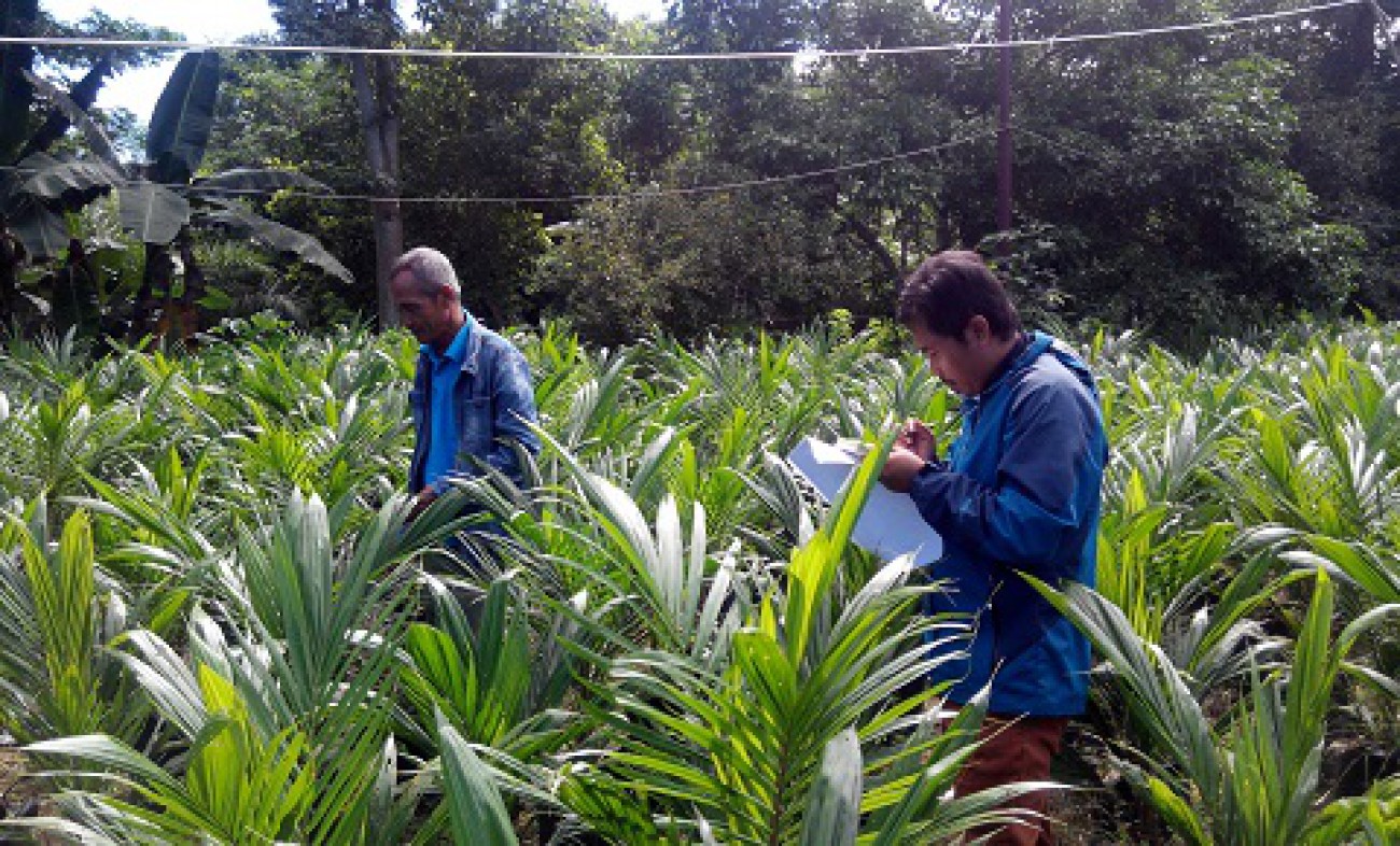 Perluasan Areal Perkebunan Capai 750 Ha