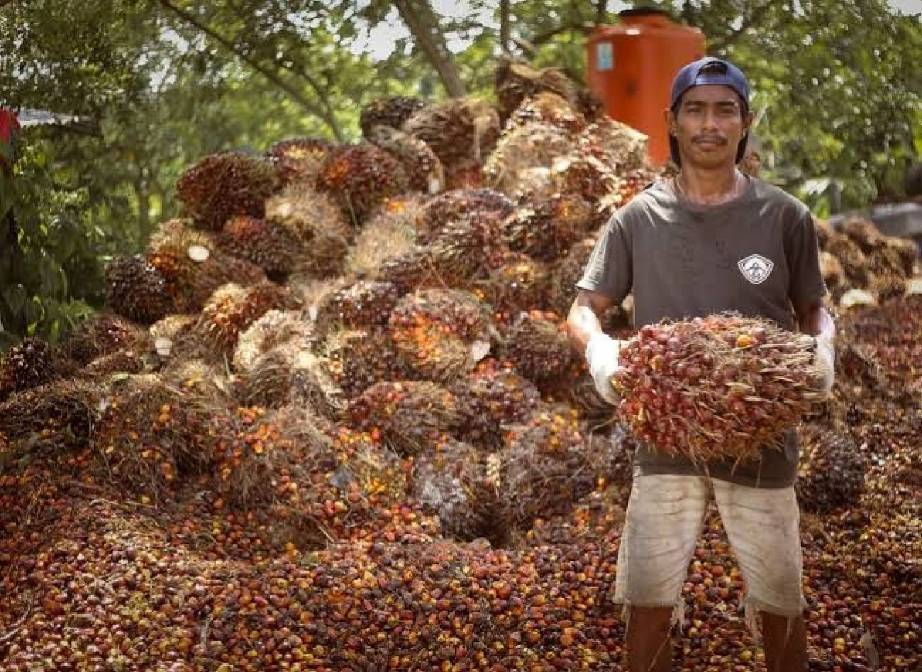 Meningkatnya Permintaan CPO Dorong Kenaikan Harga TBS Sawit Kaltim