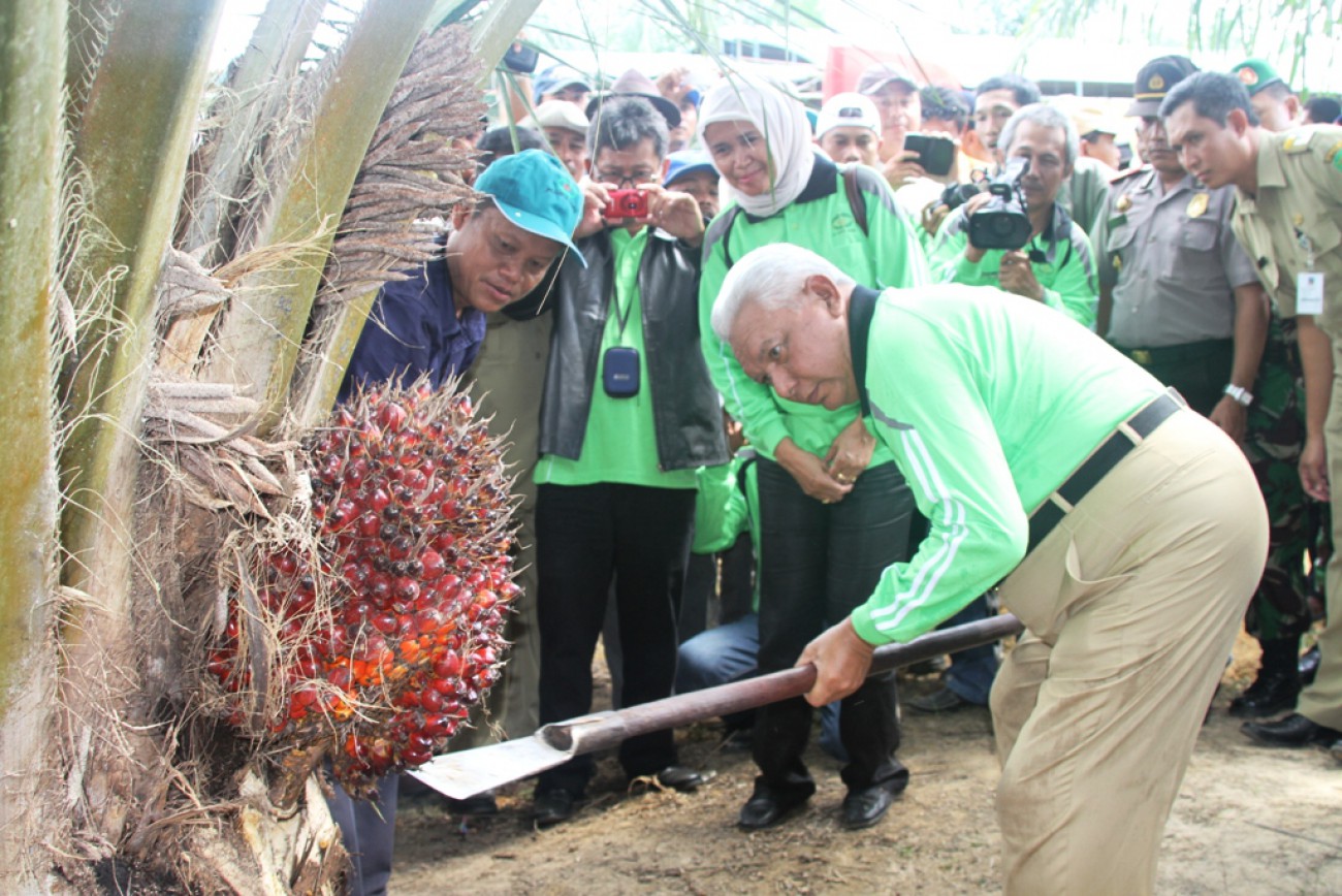 Satu Juta Hektare Sawit Jadi Nyata