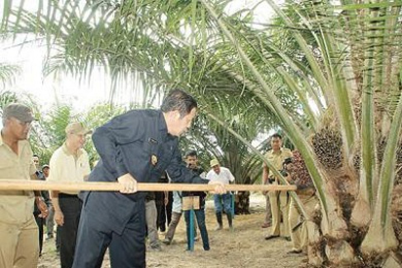 Pembangunan Kebun Plasma Capai 13.608 Hektare