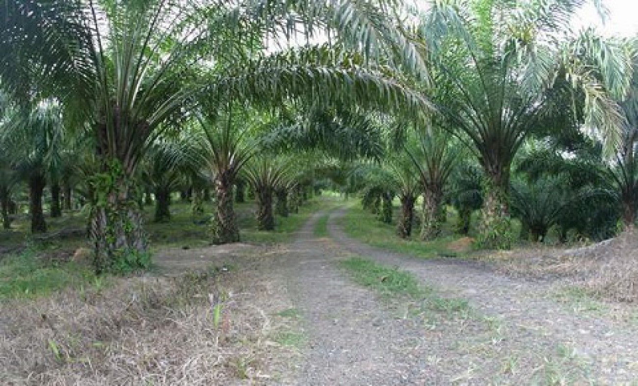 Berau Diajukan Sebagai Zona Hijau Sawit