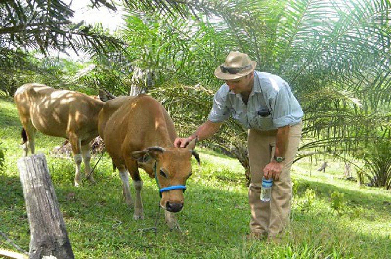 Program Integrasi Sapi dan Sawit Upaya Penuhi Kebutuhan Pangan Asal Hewani