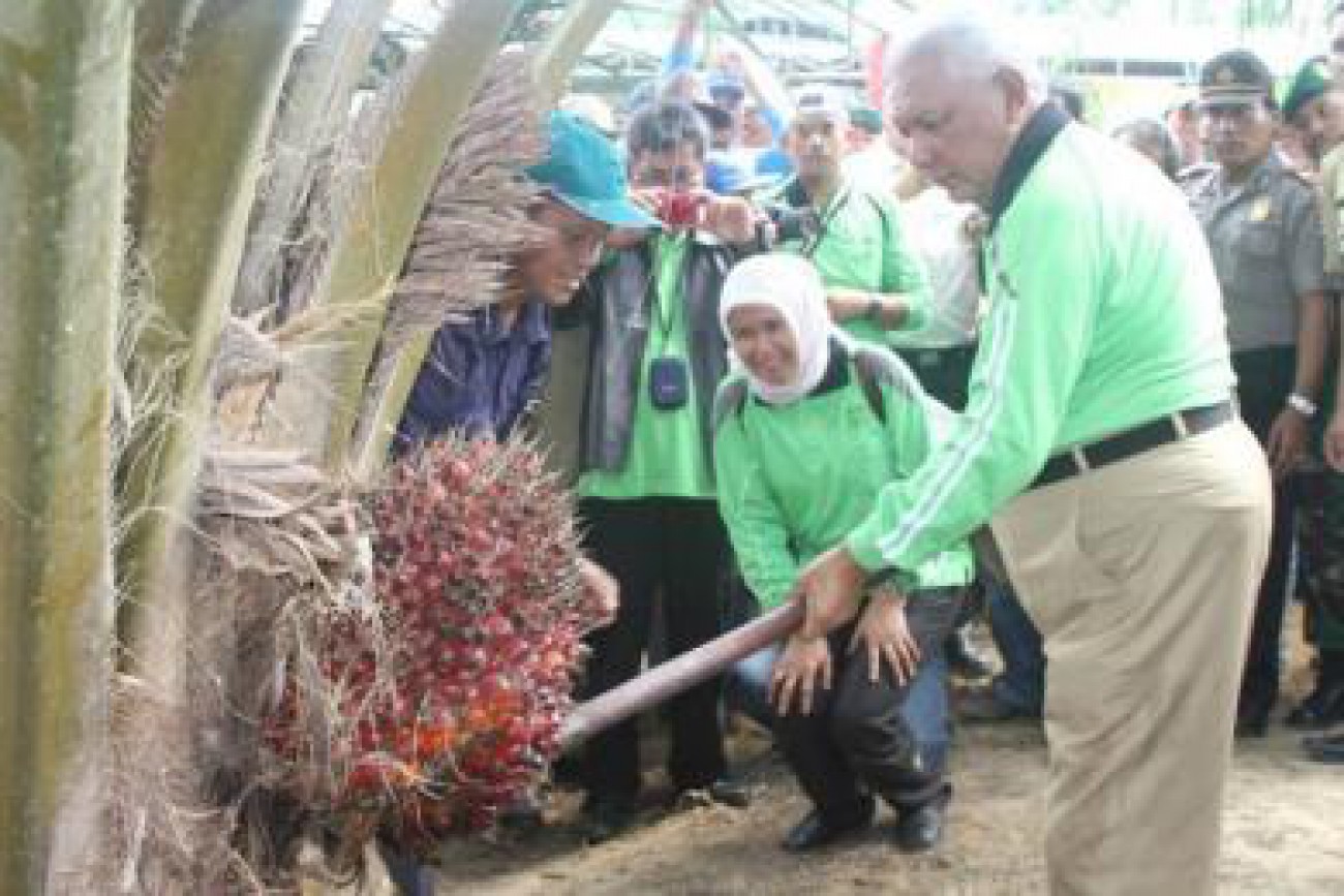 Ekstensifikasi Kebun Sawit Capai 56,91 Persen