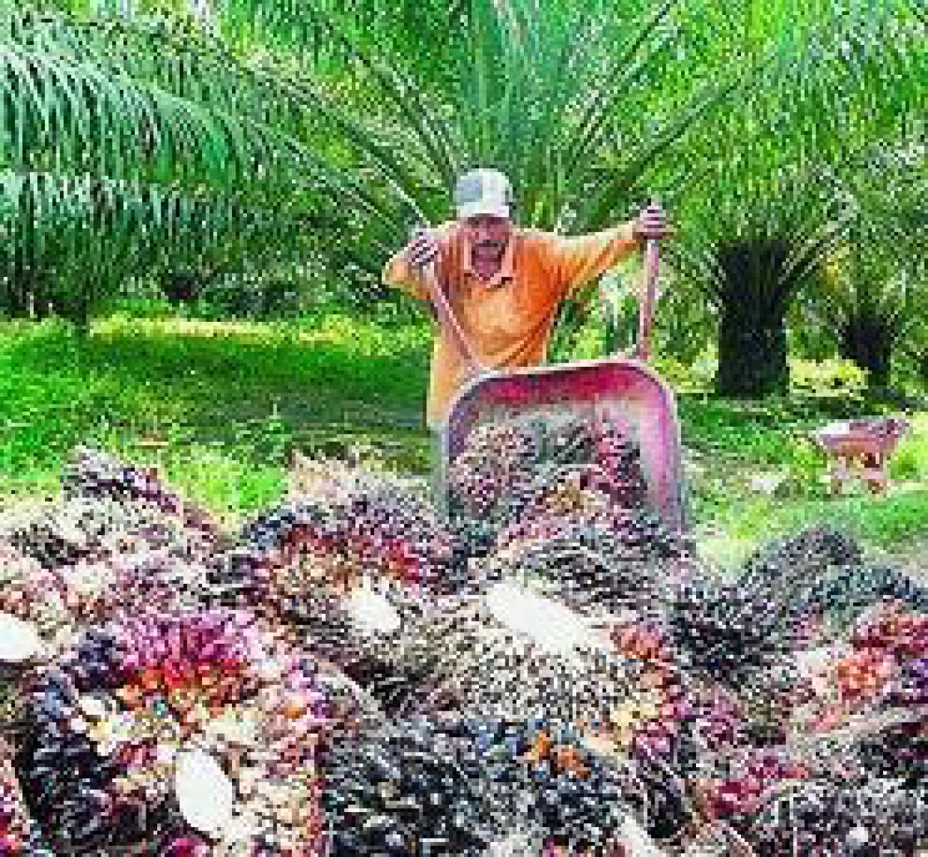 September Bea Keluar CPO Turun Jadi 9%