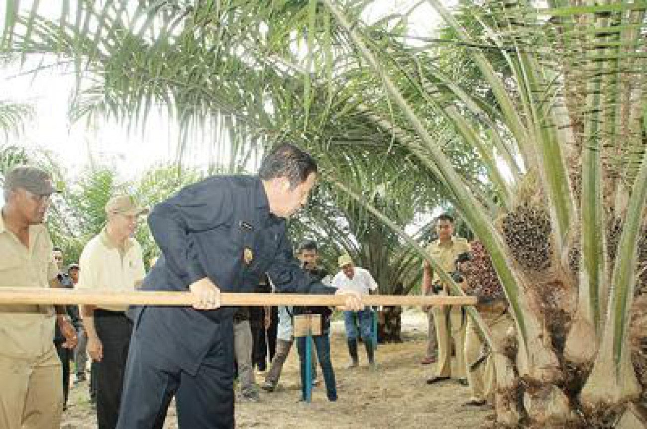 Industri Hilir Kelapa Sawit di Berau Sangat Potensial