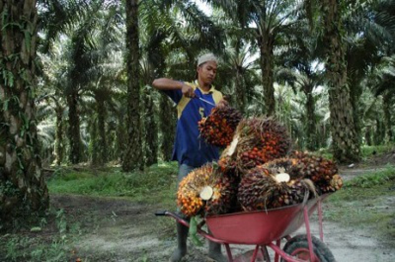 Nilai Tukar Petani Perkebunan 100,59 Persen