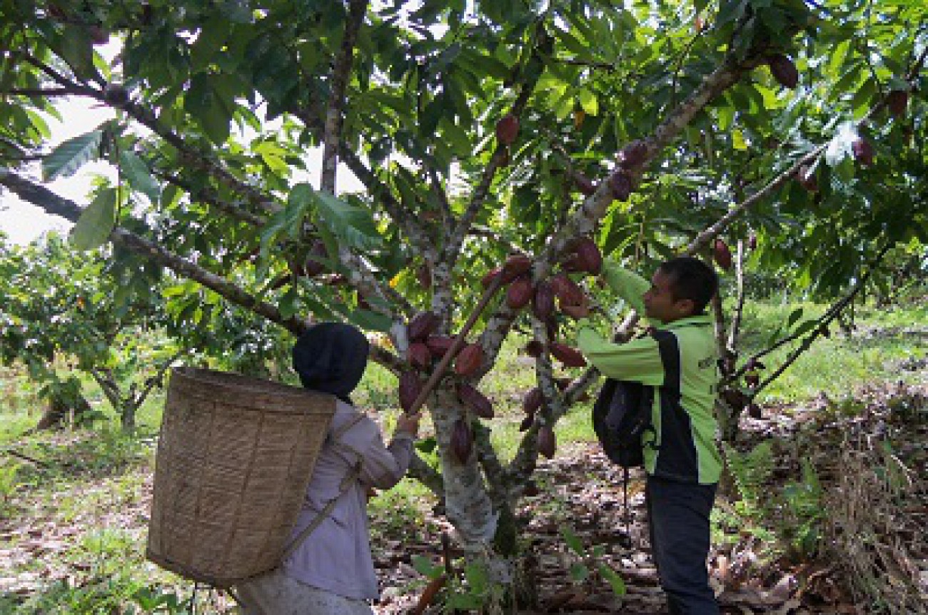 Biji Kakao Impor Diusulkan Bebas Bea Masuk