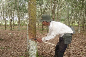 Petani Karet Kutai Barat Dapat Pelatihan