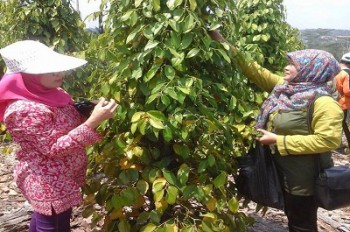 Lada Putih Kaltim Jadi Bibit Unggul Nasional