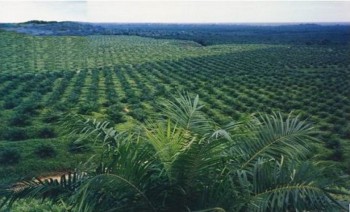 Kerjasama GIZ Mendukung Perkebunan Sawit Berkelanjutan 