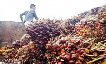 Harga TBS Kaltim Sentuh Rekor Tertinggi