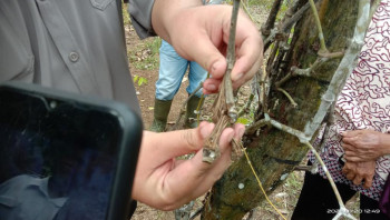 Disbun Lakukan Pengendalian Busuk Pangkal Batang Lada