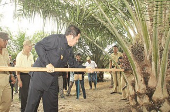 Disbun Berau Rutin Gelar PUP