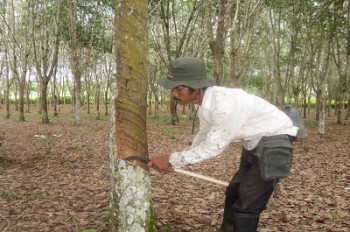 Petani Karangan Kembangkan Karet dan Kakao