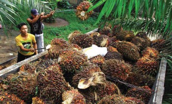 Komoditi Sawit Berperan Menggerakan Ekonomi Kaltim