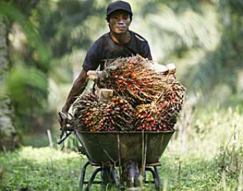 RI Gagal Ajukan CPO dan Sawit Jadi Produk Ramah Lingkungan di APEC 2013