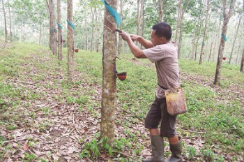 Nilai Tukar Petani Perkebunan Rakyat Semakin Terpuruk