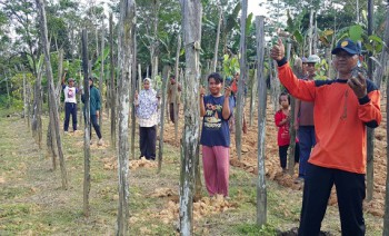 NTP Perkebunan Rakyat Turun