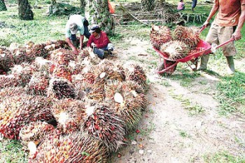 Petani Antisipasi Penurunan Harga Sawit