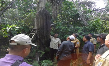 Hulu Sungai Selatan Lirik Aren Genjah