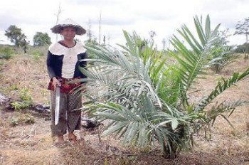 Warga Kandolo Bergairah Tanam Sawit