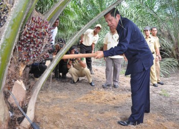 Disbun Berau Surati 4 Perusahaan Perkebunan